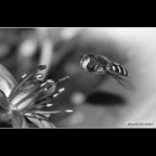 ::: PRESA AL VOLO :::