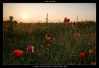 alba rossa alba rossa