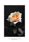 Non esiste rimedio all'amore se non amare di più Non esiste rimedio all'amore se non amare di più