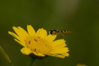 Al volo (ci Son riuscito ) Al volo (ci Son riuscito )