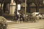 Horse Station Horse Station
