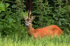 Capriolo Capriolo
