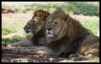 Lions