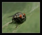 Ritratto di una mosca Ritratto di una mosca