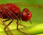 Red Dragonfly - primo piano