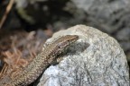 Lucertola Lucertola