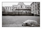 Un Cane in un  Bianco &amp; Nero a Palermo #2