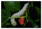 Larva di Bombix Mori (Baco da seta) Larva di Bombix Mori (Baco da seta)