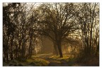 nel bosco nel bosco