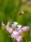 Bombylius in due fasi Bombylius in due fasi