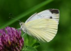 farfallina farfallina