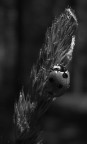 Coccinella Coccinella