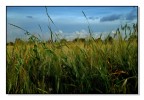 Grano in maturazione...tempo permettendo!