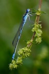 Damigella Damigella
