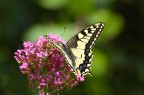 Papilio machaon Papilio machaon