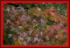 autunno autunno
