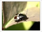 Strana coccinella Strana coccinella