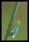 Cicadella viridis
