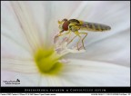 Spherophoria fatarum su Convolvolus sepium Spherophoria fatarum su Convolvolus sepium