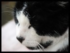 Miao Miao