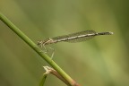 Platycnemis pennipes (fem)