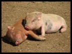 Dormiglioni Dormiglioni