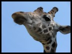Giraffa Giraffa