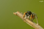 /// ///