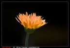 Fiore Fiore