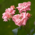 ... al contest "Colori Complementari". Ecco la foto. Lasciate un bel commento (consolatorio) se potete altrimenti stroncatela del tutto.
:ciao: