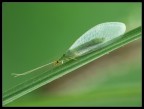 Eterea Eterea