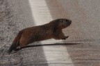 Attraversamento marmotte !!! Attraversamento marmotte !!!