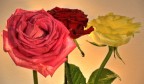 La Tenerezza, La Passione e La Gelosia... La Tenerezza, La Passione e La Gelosia...