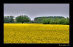Prato Giallo Prato Giallo