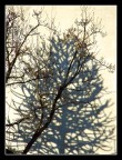 Giochi d'ombra Giochi d'ombra