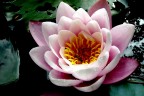 ninfa con piccolo ospite ninfa con piccolo ospite