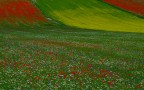 COLORI IN LIBERTA' (RADUNO CASTELLUCCIO) COLORI IN LIBERTA' (RADUNO CASTELLUCCIO)