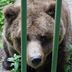 photo sacattate sotto la pioggia battente....con pochissima luce e il cane che tirava per andare all'asciutto...