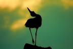 .::: Eleganza al tramonto ::. .::: Eleganza al tramonto ::.