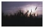 spighe in controluce