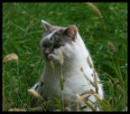 gatto.. gatto..
