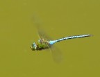 Anax imperator - in volo