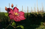 Fiore viola Fiore viola