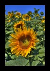 Girasoli Girasoli