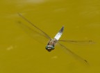 Libellula in volo frontale
