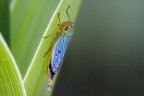 Cicadella al mattino