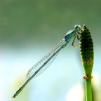 Damigella di primo mattino
