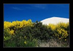 ginestra ginestra