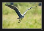 Volando volando Volando volando