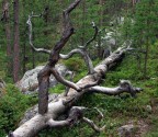 L' ALBERO CADUTO